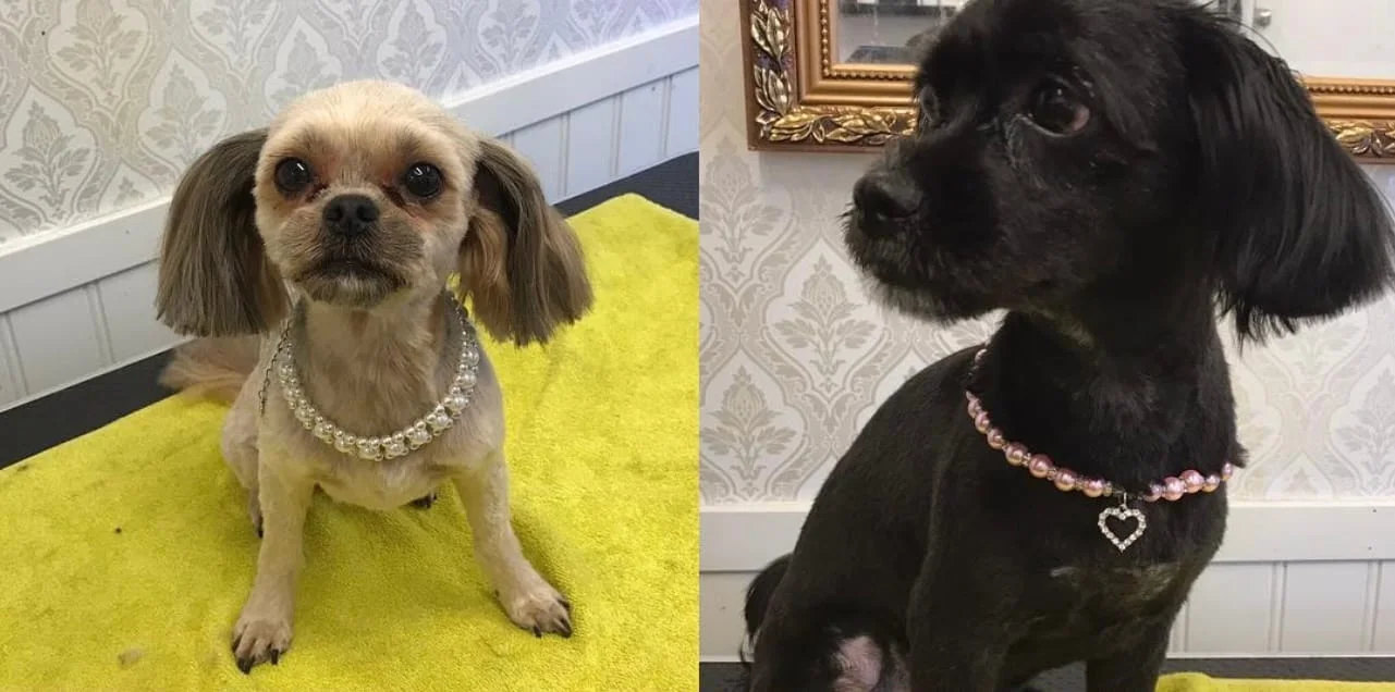 Hund som blir omhändertagen hos hundfrisören